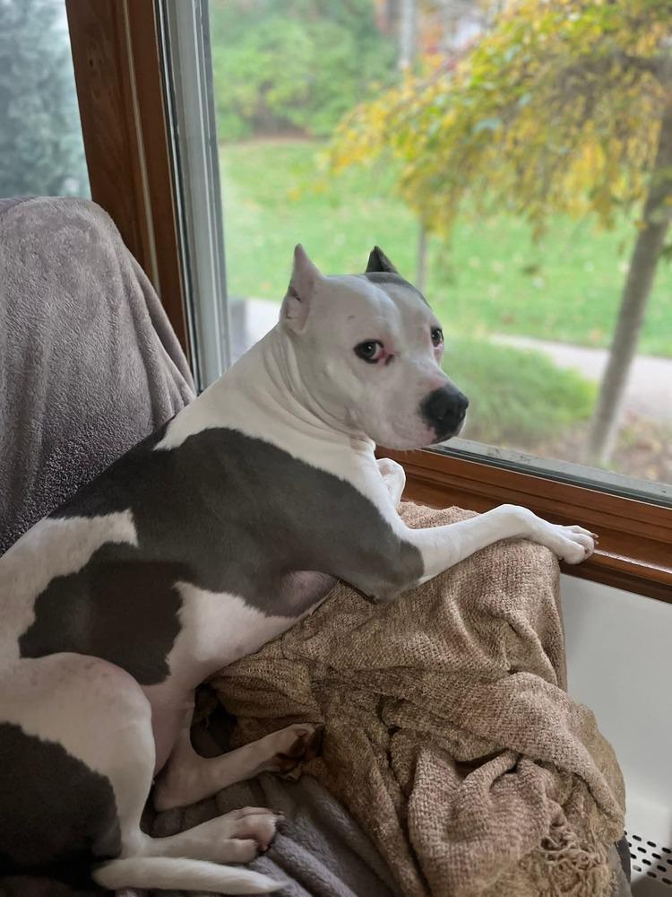 Enlarge Emmy, a Adoptable mixed breed in Saugus, MA image 6/6