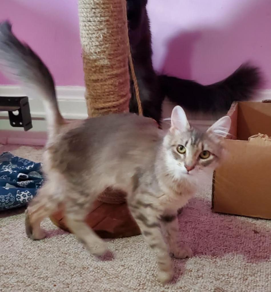 Marilyn, Adopted, Young Female Domestic Long Hair.