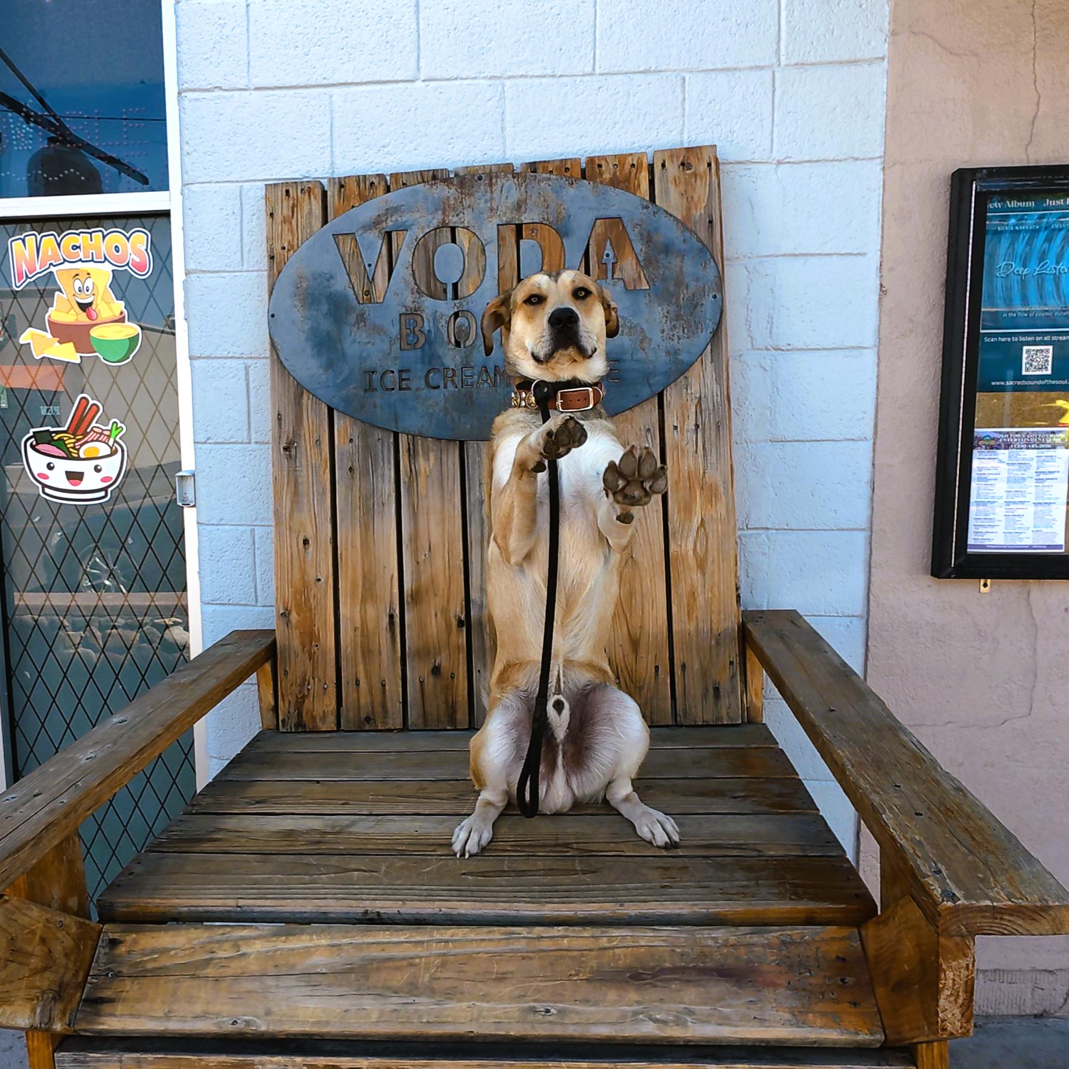 Enlarge SuperMax - Not Neutered, a Adoptable mixed breed in Cottonwood, AZ image 3/6