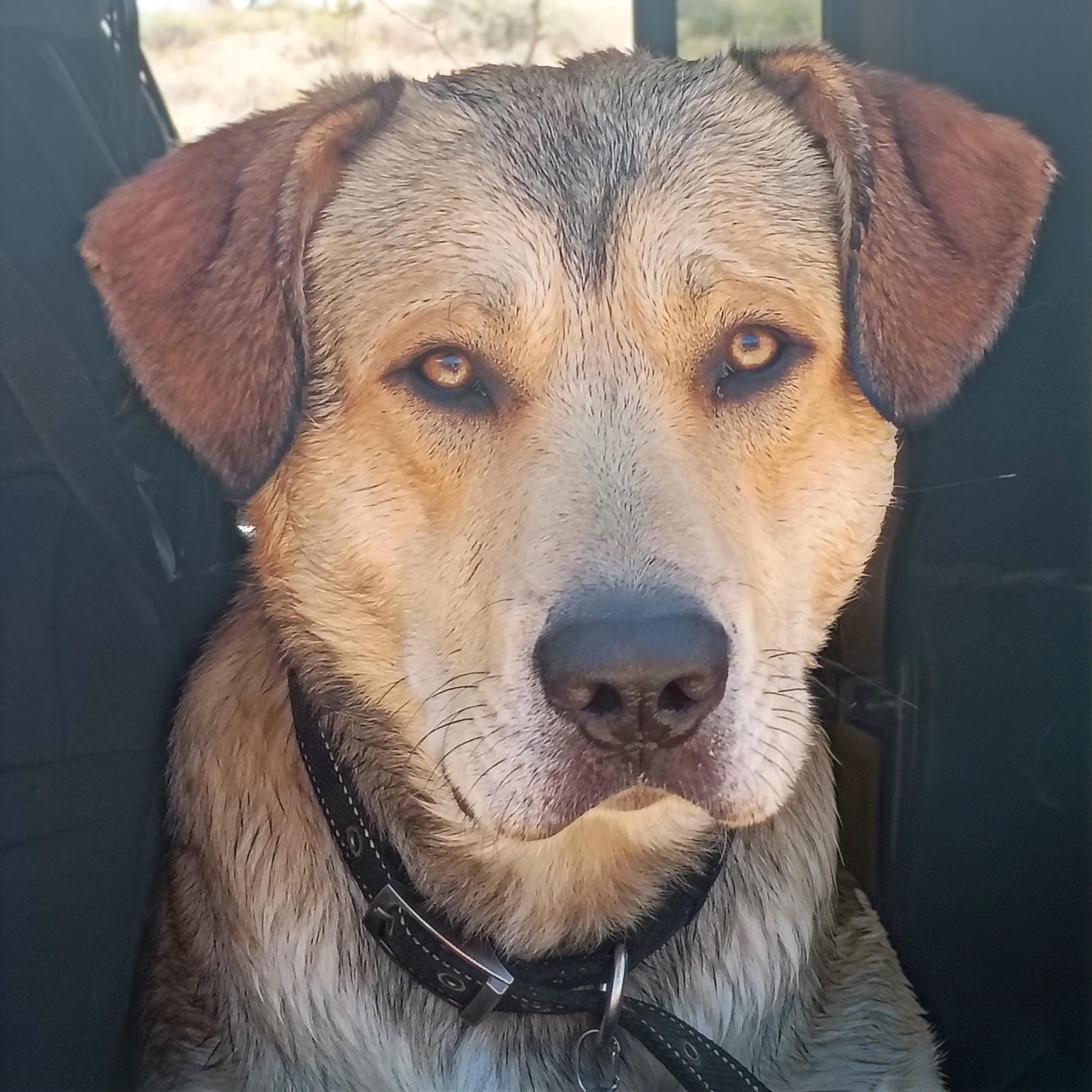 SuperMax - Not Neutered, Adoptable, Young Male Labrador Retriever & Great Pyrenees.