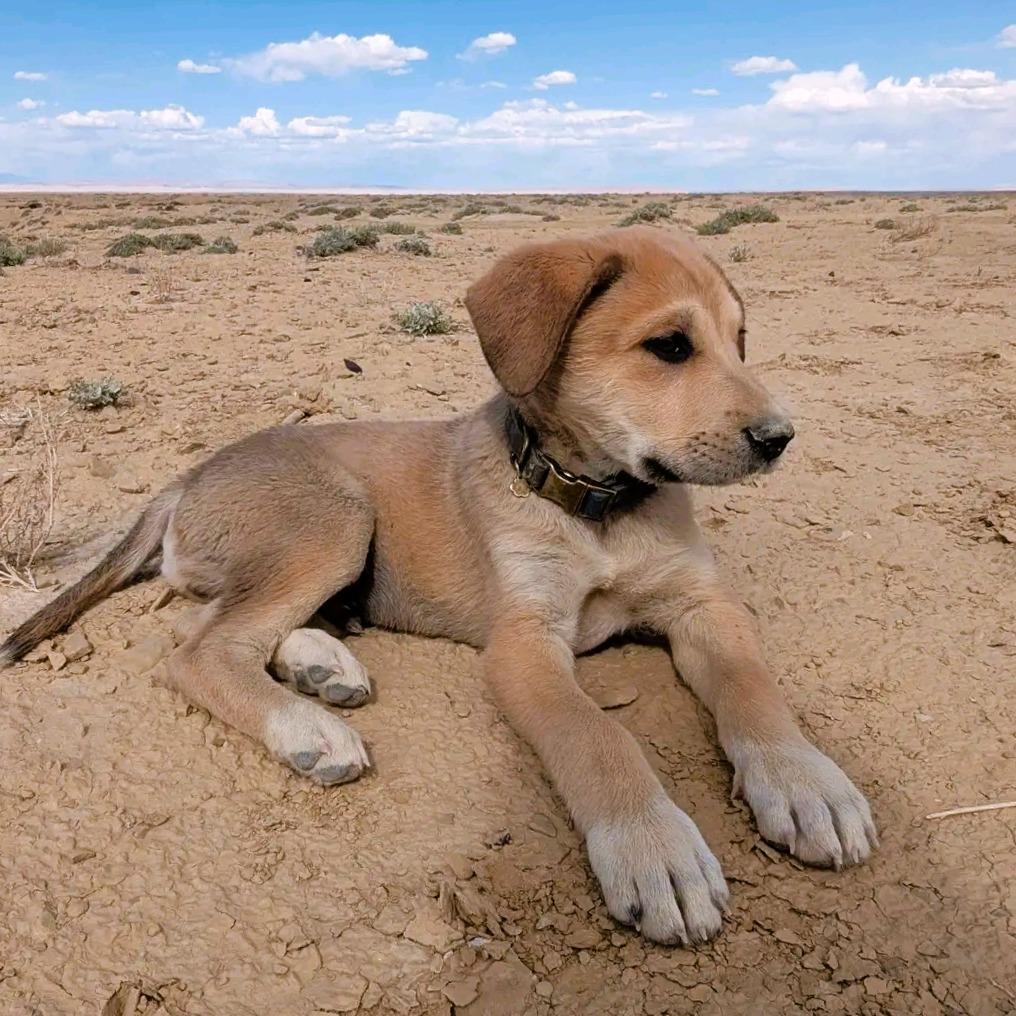 Enlarge SuperMax - Not Neutered, a Adoptable mixed breed in Cottonwood, AZ image 4/6