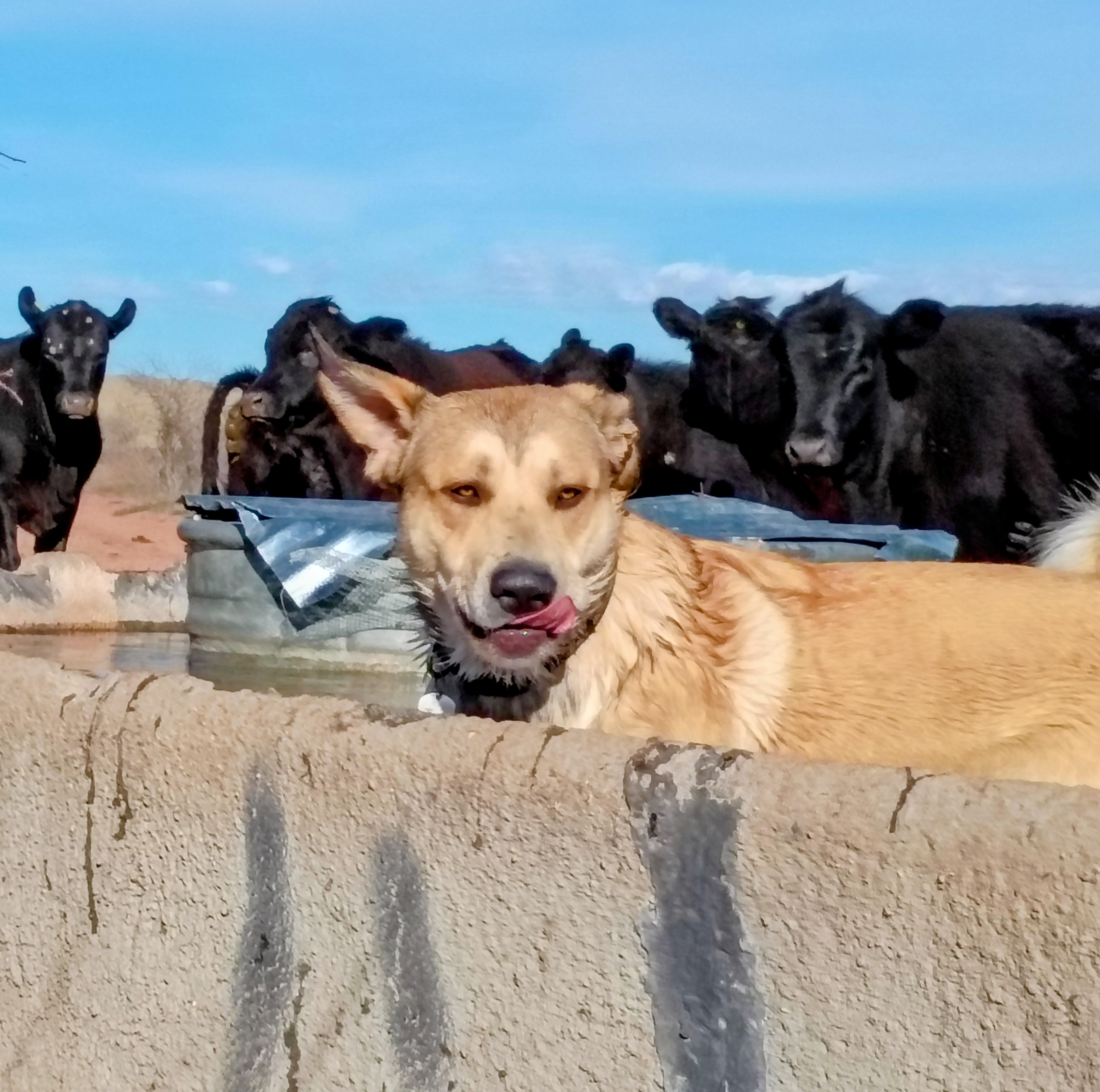 Enlarge SuperMax - Not Neutered, a Adoptable mixed breed in Cottonwood, AZ image 6/6