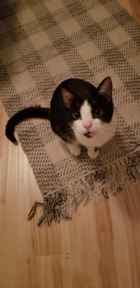 Magdalene Snow Angel, Adoptable, Young Female Domestic Short Hair.