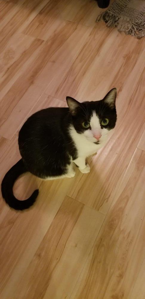 Enlarge Magdalene Snow Angel, a Adoptable Domestic Short Hair in Mount Laurel, NJ image 3/4