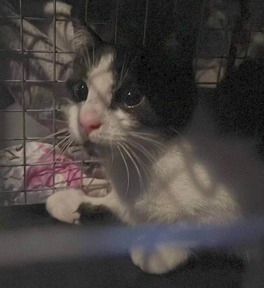 Enlarge Magdalene Snow Angel, a Adoptable Domestic Short Hair in Mount Laurel, NJ image 4/4