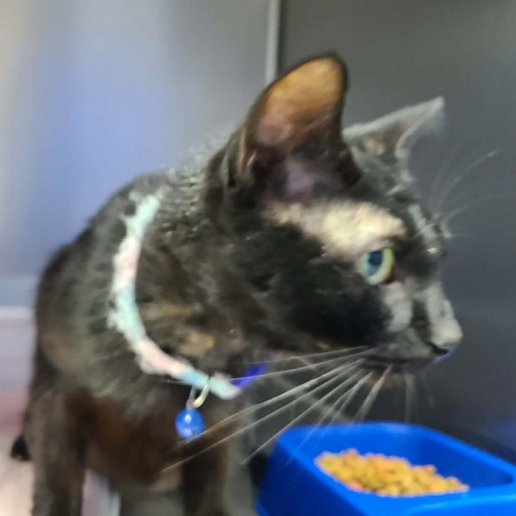 Bella Boop, Adoptable, Kitten Female Domestic Short Hair.