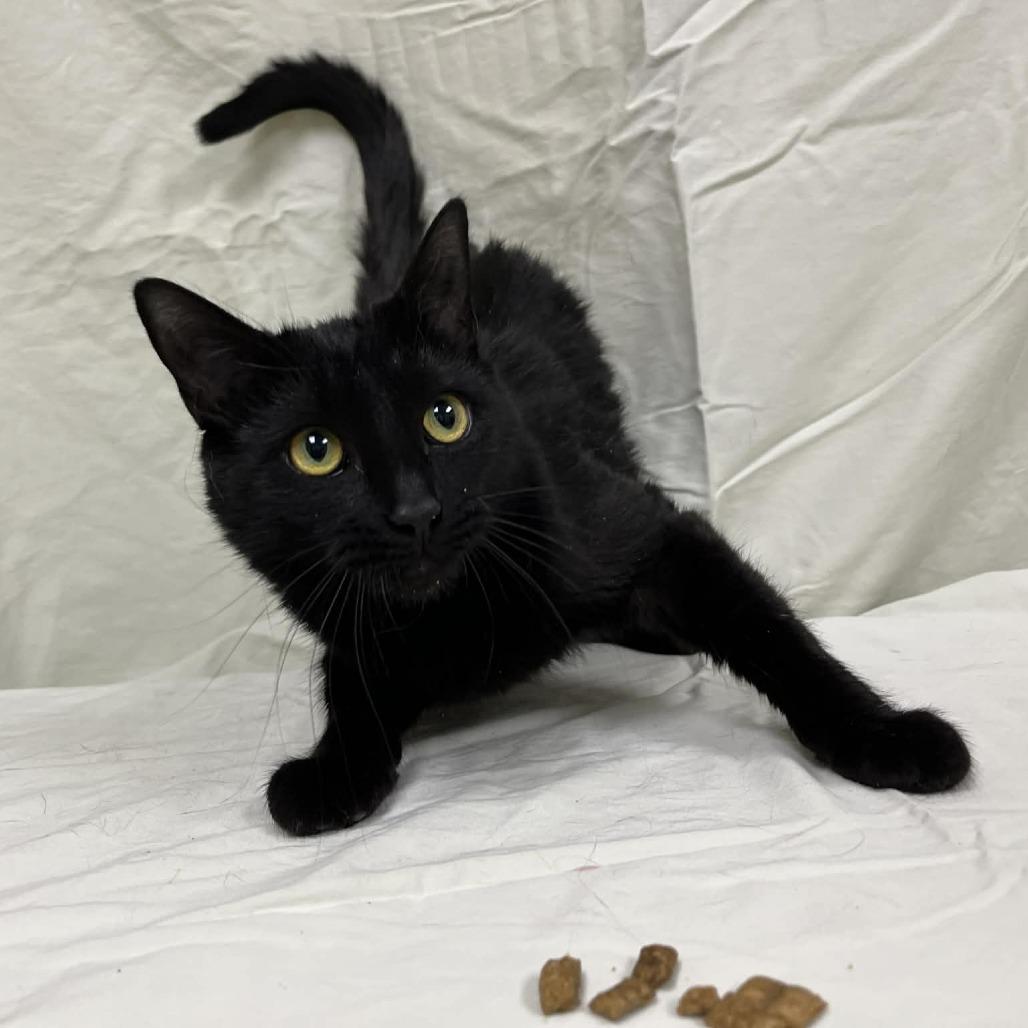 Banana Phone, Adoptable, Adult Female Domestic Short Hair.