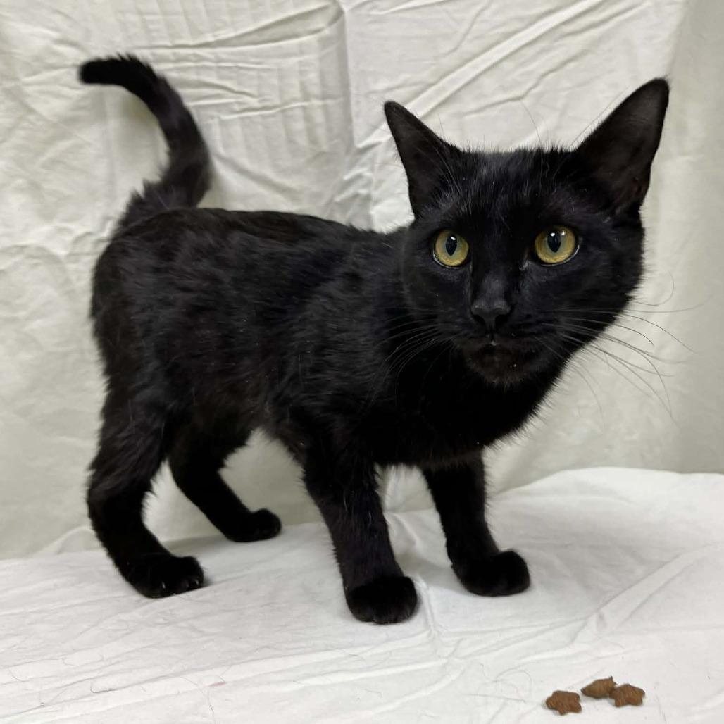 Enlarge Banana Phone, a Adoptable Domestic Short Hair in Charlottesville, VA image 2/3