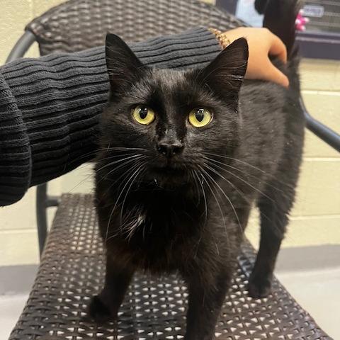 Enlarge Banana Phone, a Adoptable Domestic Short Hair in Charlottesville, VA image 3/3