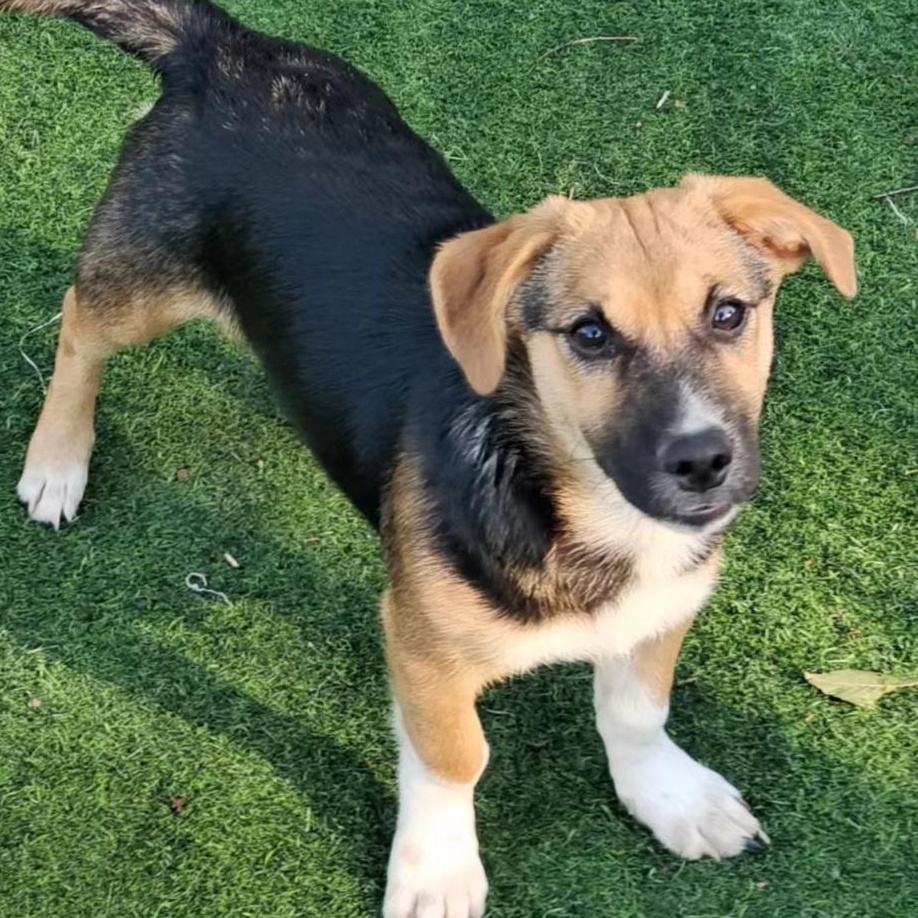 Teeny, a Adopted mixed breed in North York, ON image 4/4