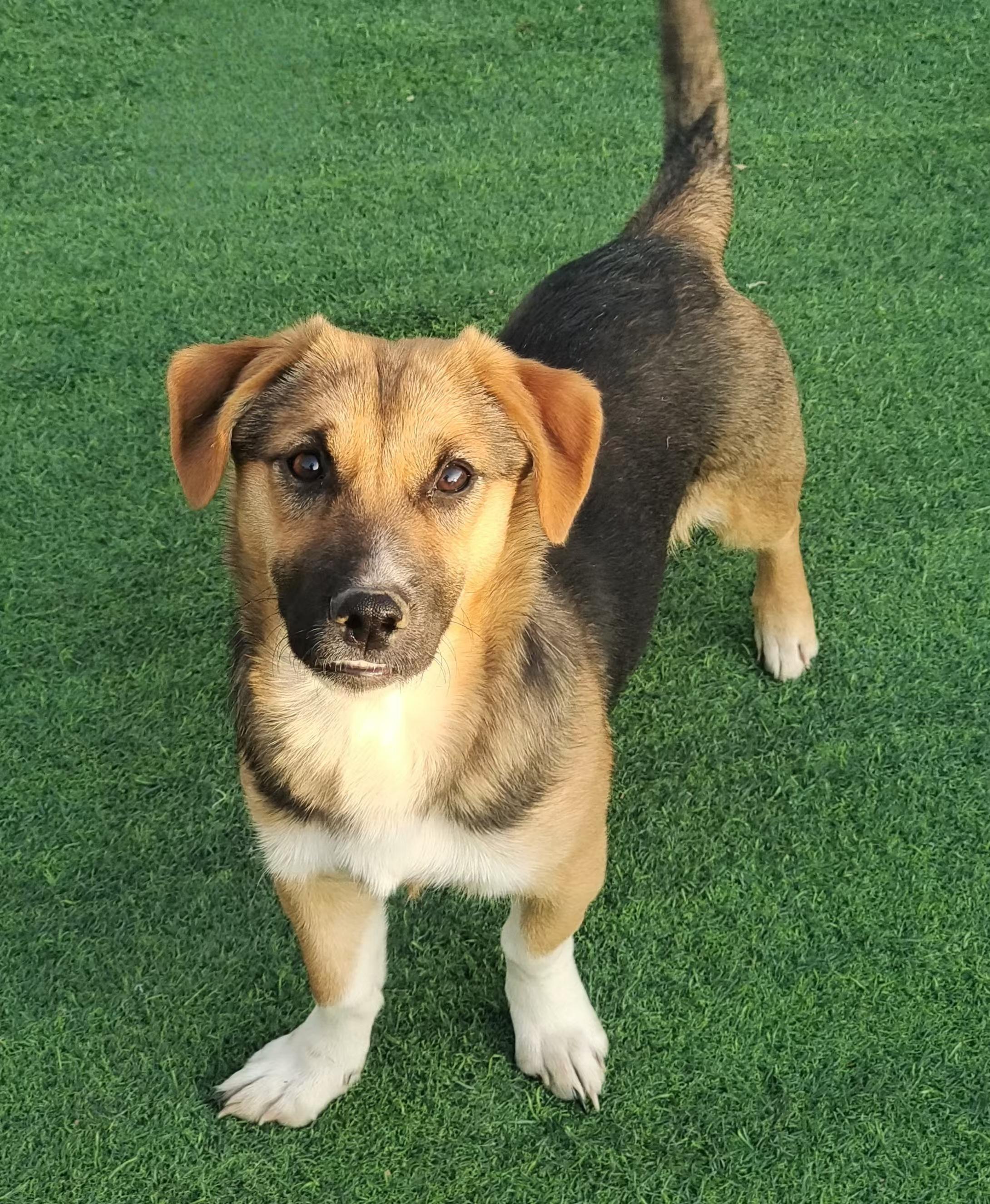 Teeny, a Adopted mixed breed in North York, ON image 2/4