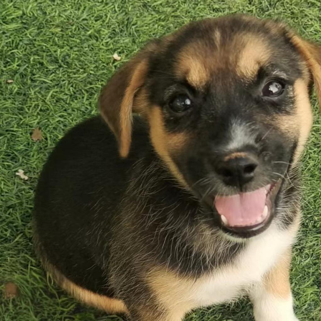 Teeny, a Adopted mixed breed in North York, ON image 1/4