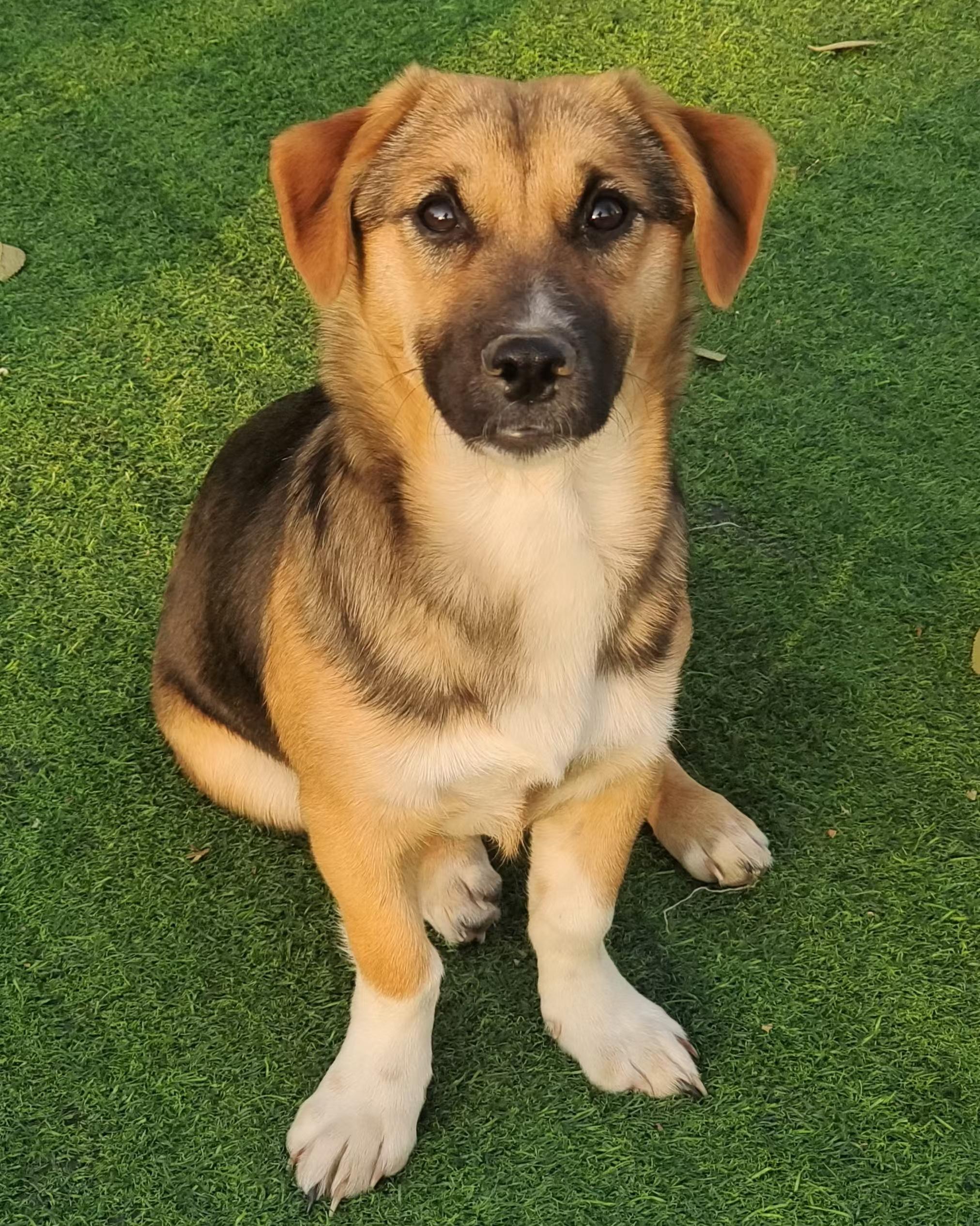 Teeny, a Adopted mixed breed in North York, ON image 3/4