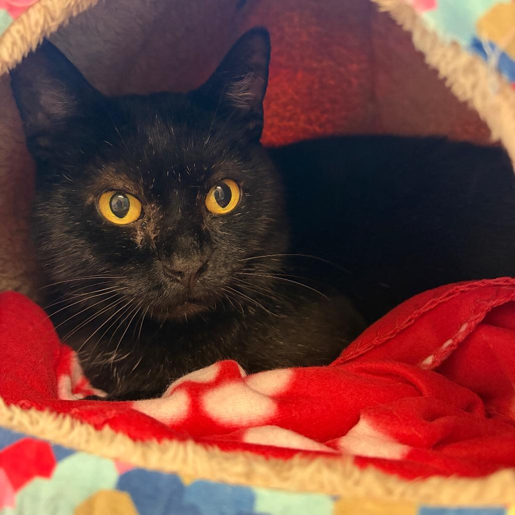 Moonshine FIV+, Adoptable, Adult Male Domestic Short Hair.