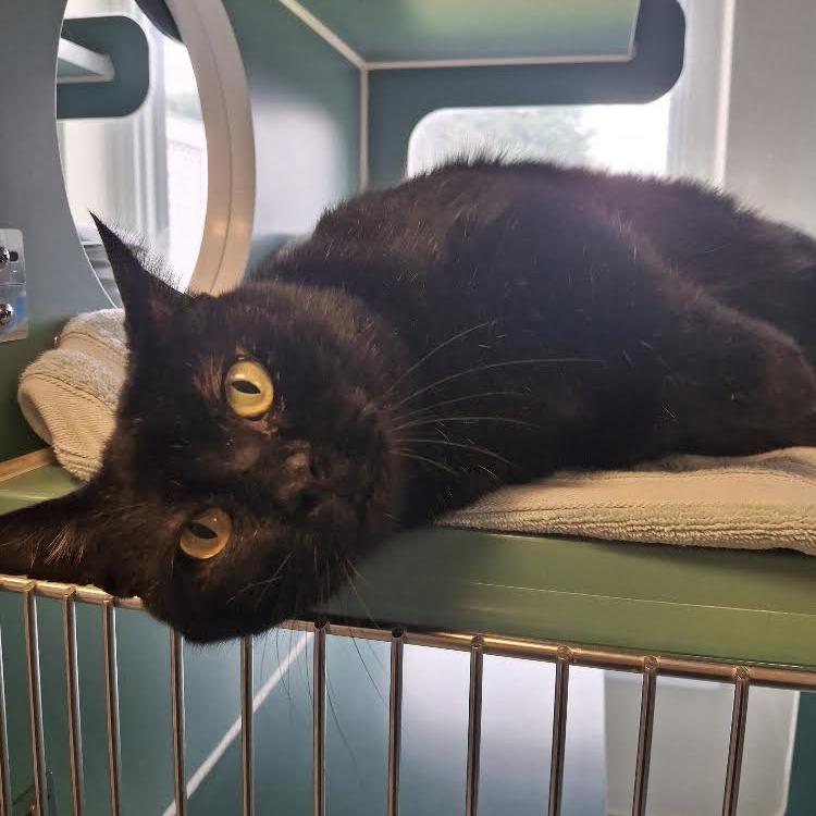 Moonshine FIV+, a Adoptable Domestic Short Hair in Morrisville, VT image 2/6