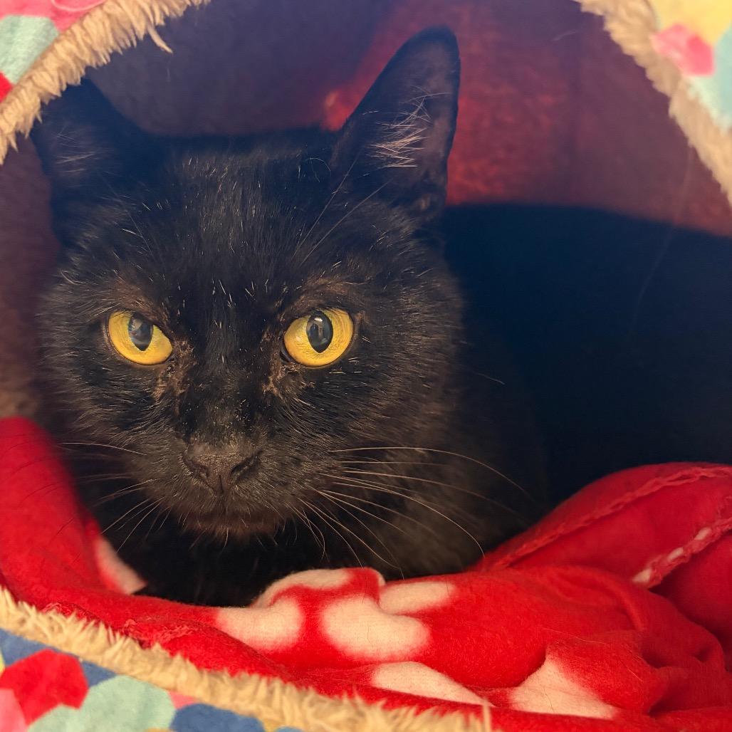 Moonshine FIV+, a Adoptable Domestic Short Hair in Morrisville, VT image 3/6