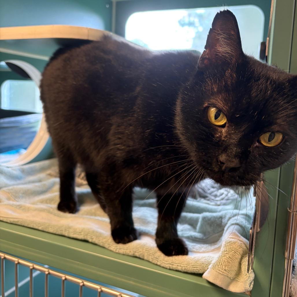 Moonshine FIV+, a Adoptable Domestic Short Hair in Morrisville, VT image 4/6