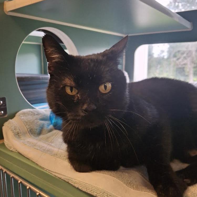Moonshine FIV+, a Adoptable Domestic Short Hair in Morrisville, VT image 5/6