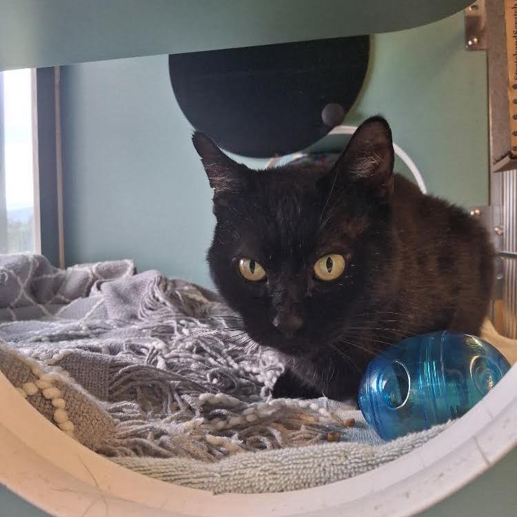 Moonshine FIV+, a Adoptable Domestic Short Hair in Morrisville, VT image 6/6