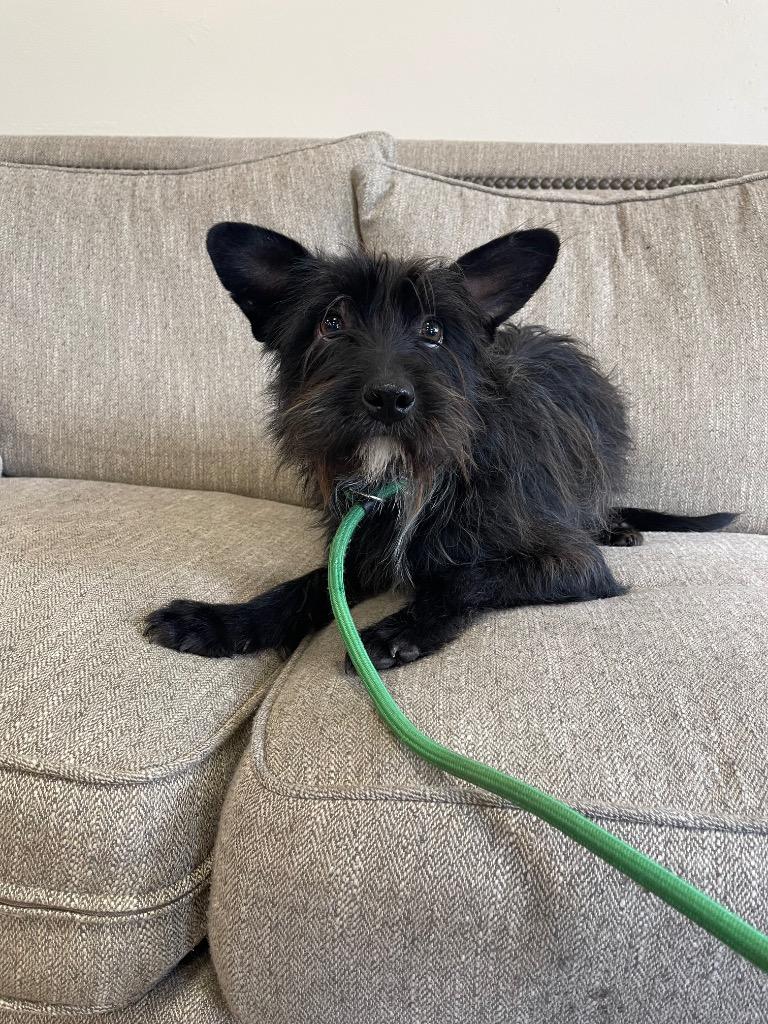 Kringle, Adoptable, Young Male Mixed Breed.