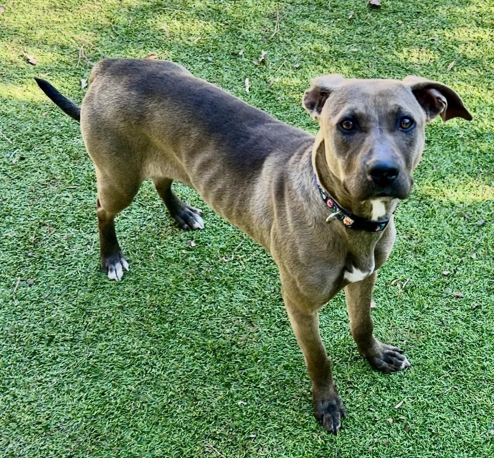 Oakleigh, Adoptable, Adult Female Pit Bull Terrier.