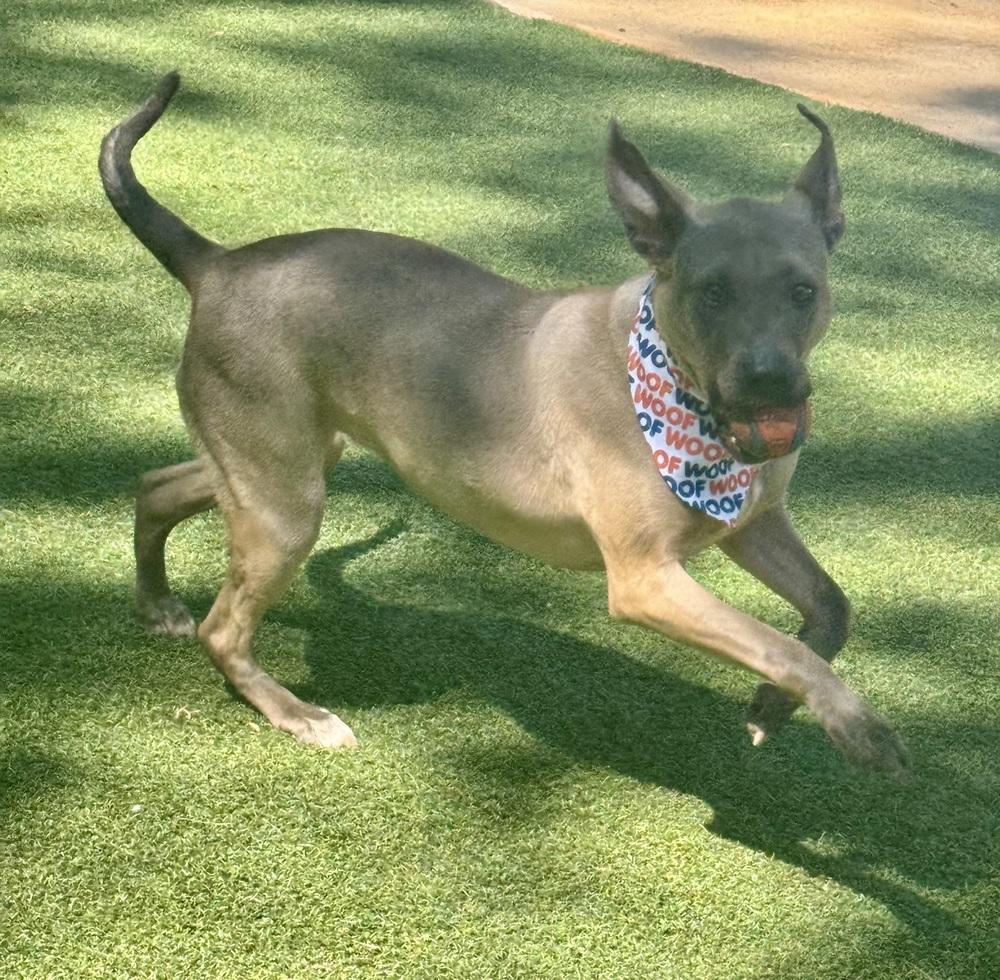 Oakleigh, Adoptable, Adult Female Pit Bull Terrier.