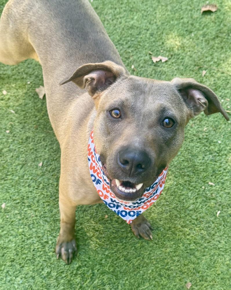 Enlarge Oakleigh, a Adoptable mixed breed in Dunwoody, GA image 2/5