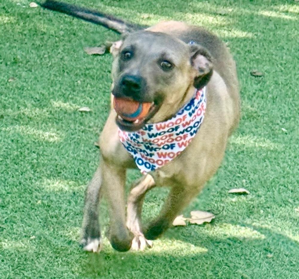 Enlarge Oakleigh, a Adoptable mixed breed in Dunwoody, GA image 3/5