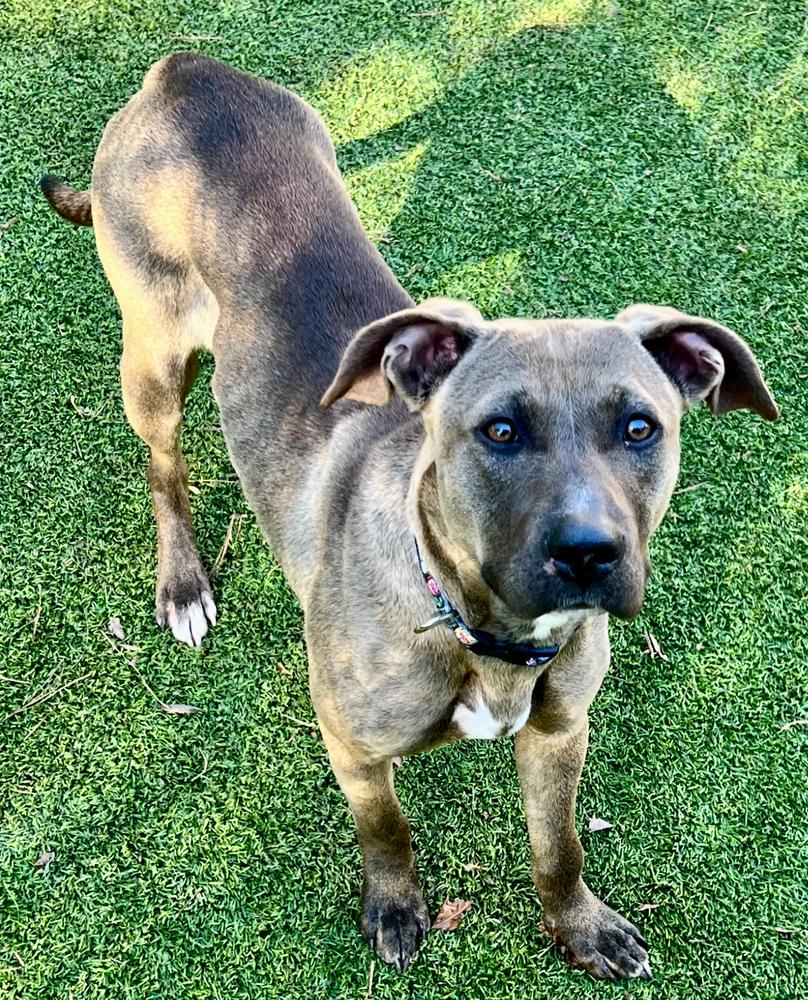 Oakleigh, a Adoptable mixed breed in Dunwoody, GA image 2/3