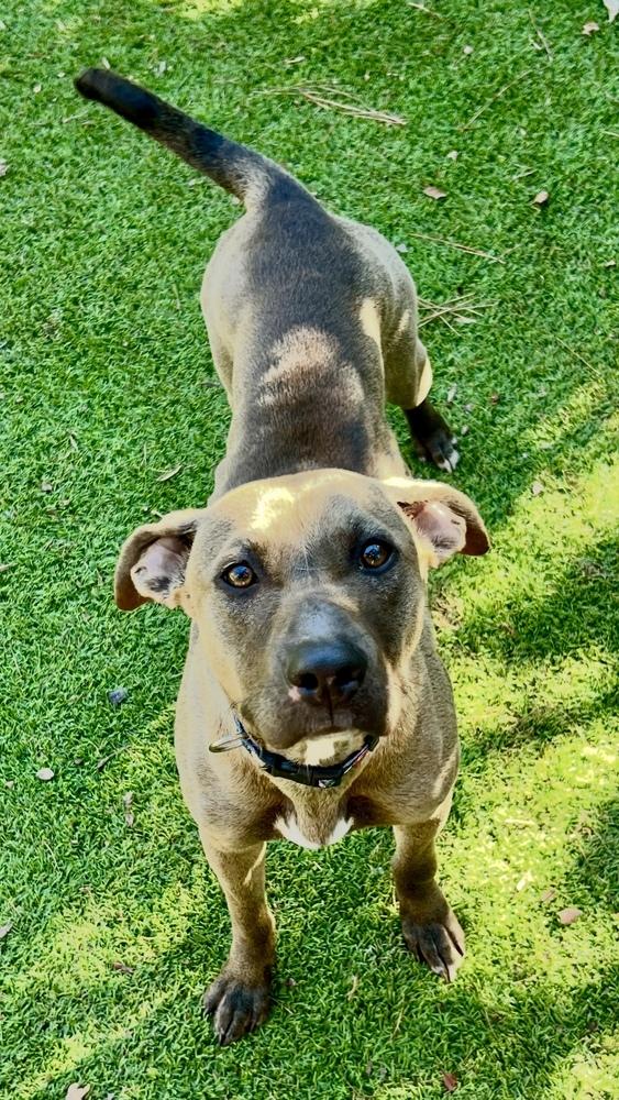 Oakleigh, a Adoptable mixed breed in Dunwoody, GA image 3/3