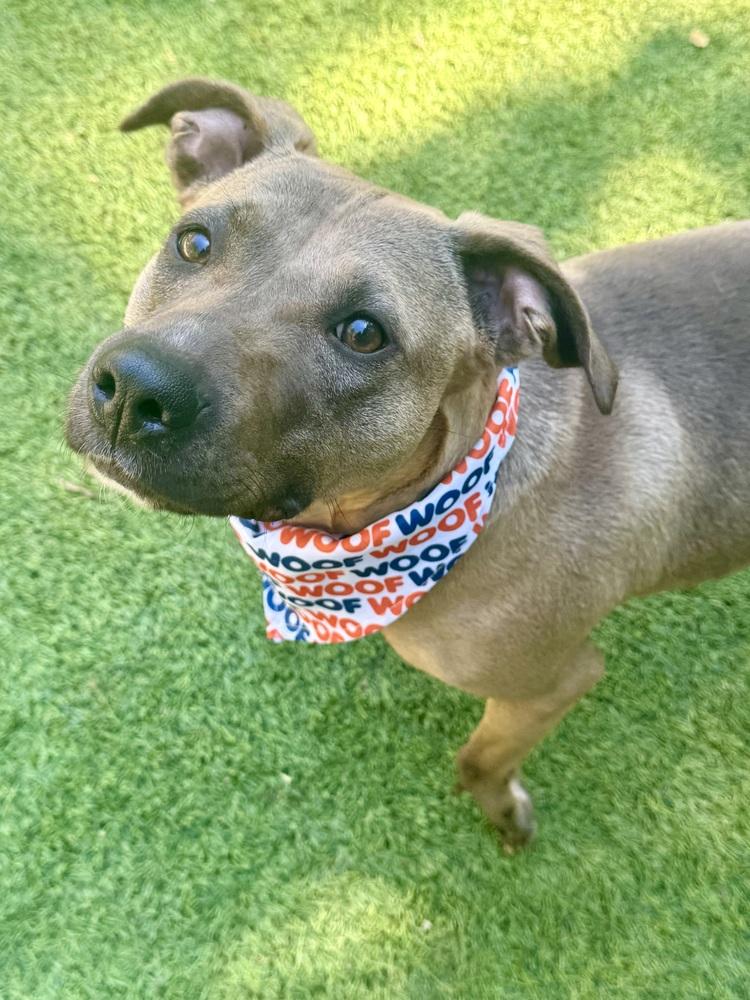 Oakleigh, Adoptable, Adult Female Pit Bull Terrier.