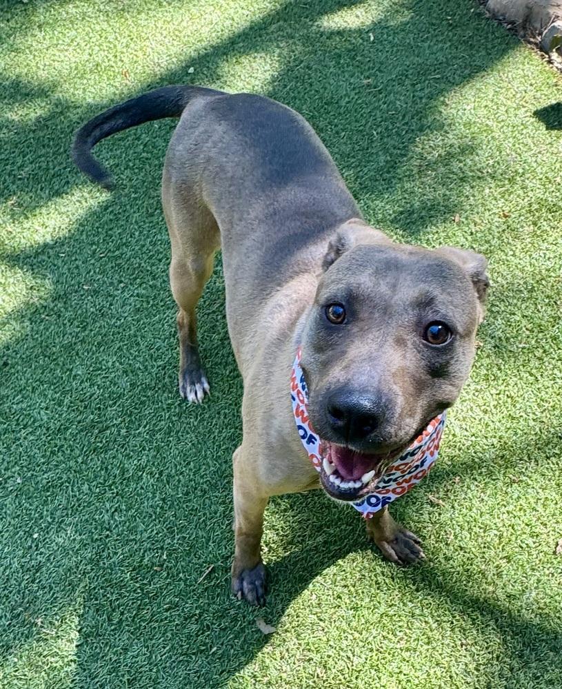 Enlarge Oakleigh, a Adoptable mixed breed in Dunwoody, GA image 5/5