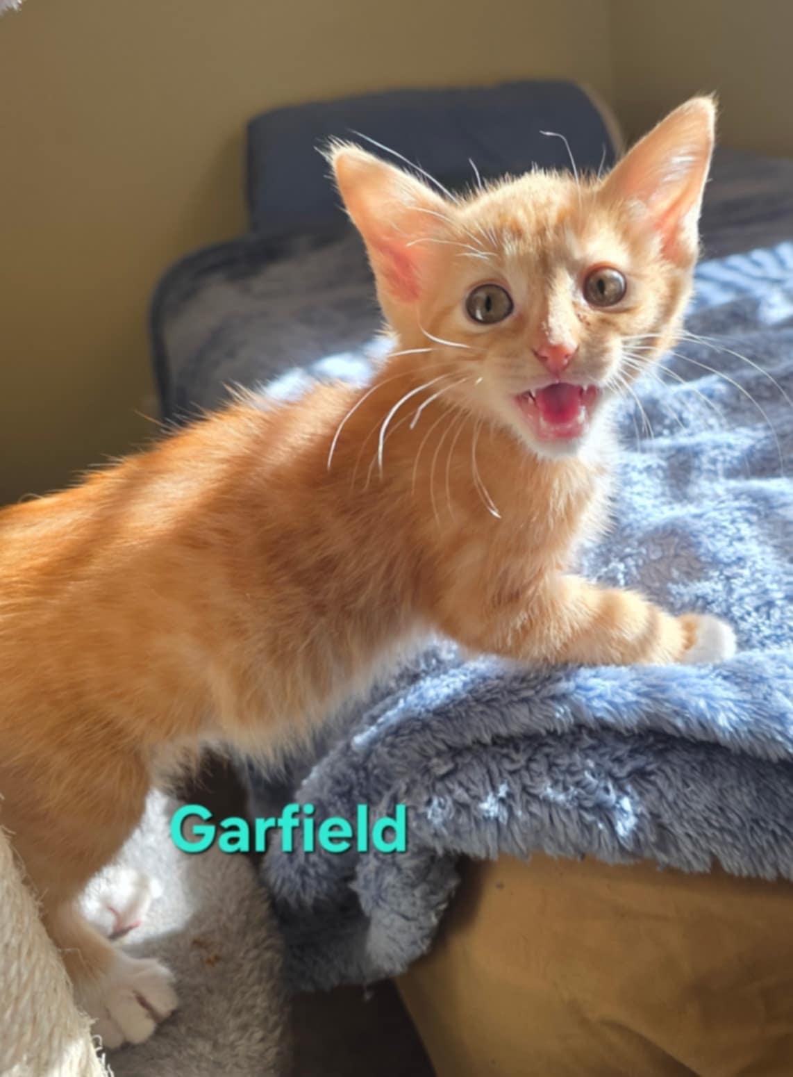 Garfield