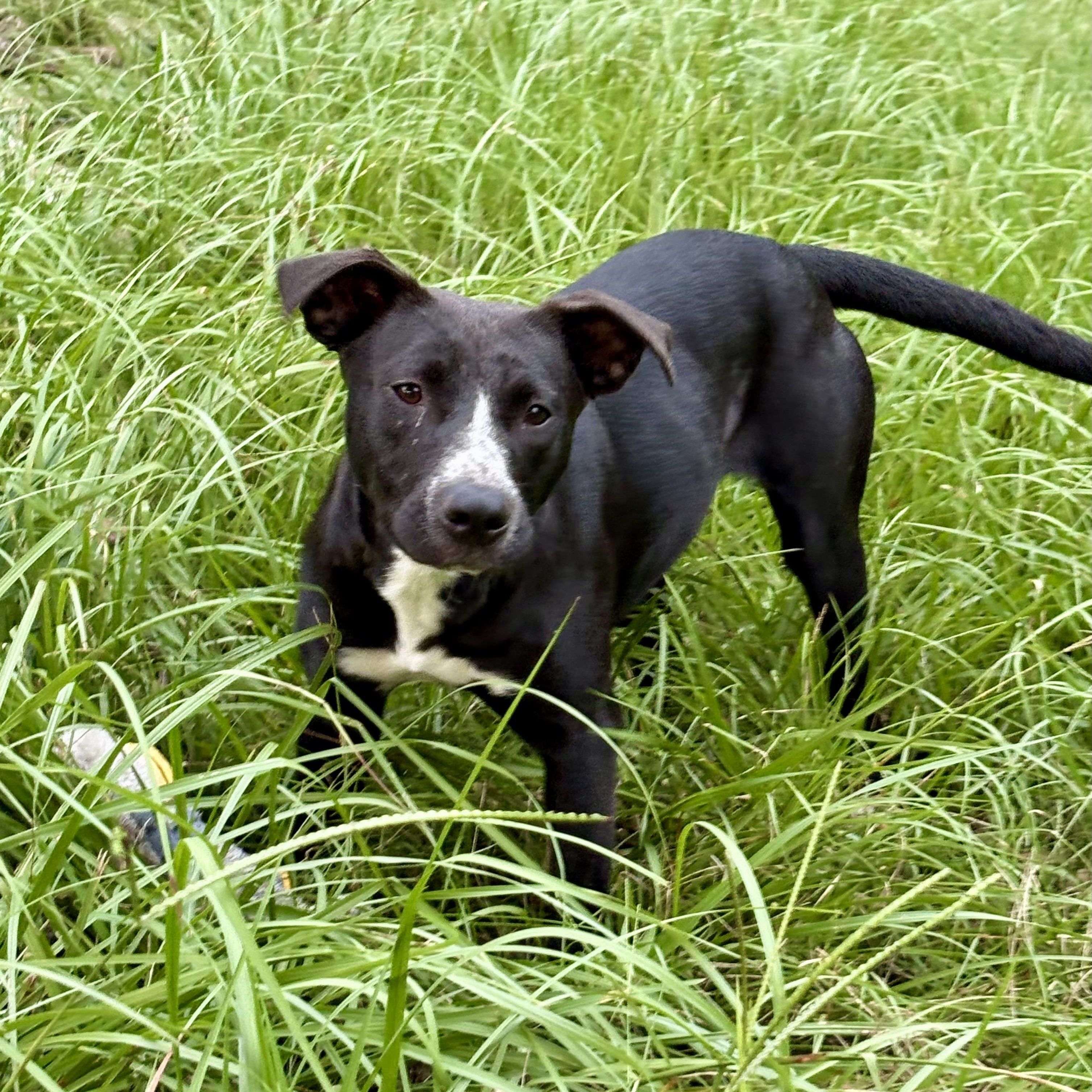 Miracle, a Adoptable mixed breed in Brewton, AL image 1/2