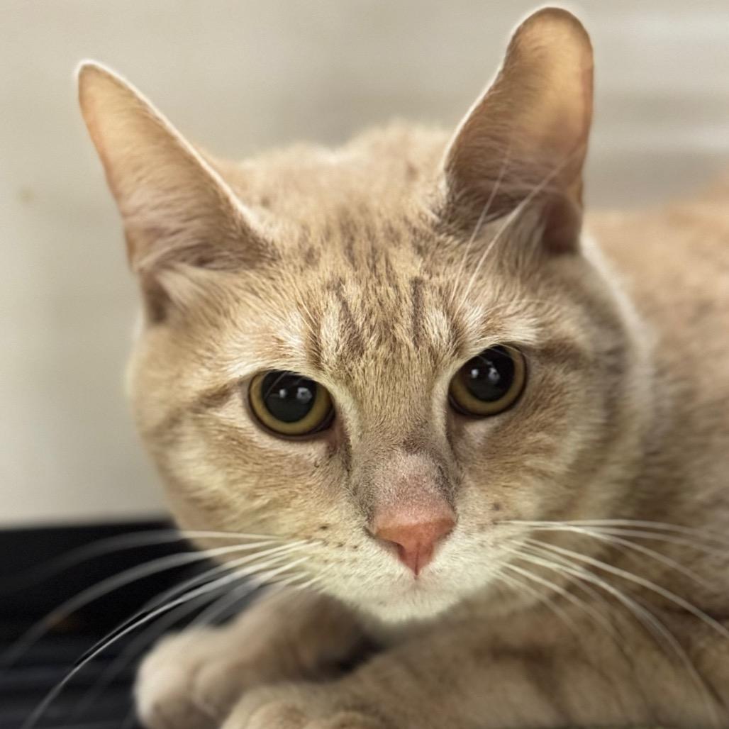Tim Furry, Adoptable, Adult Male Domestic Short Hair.
