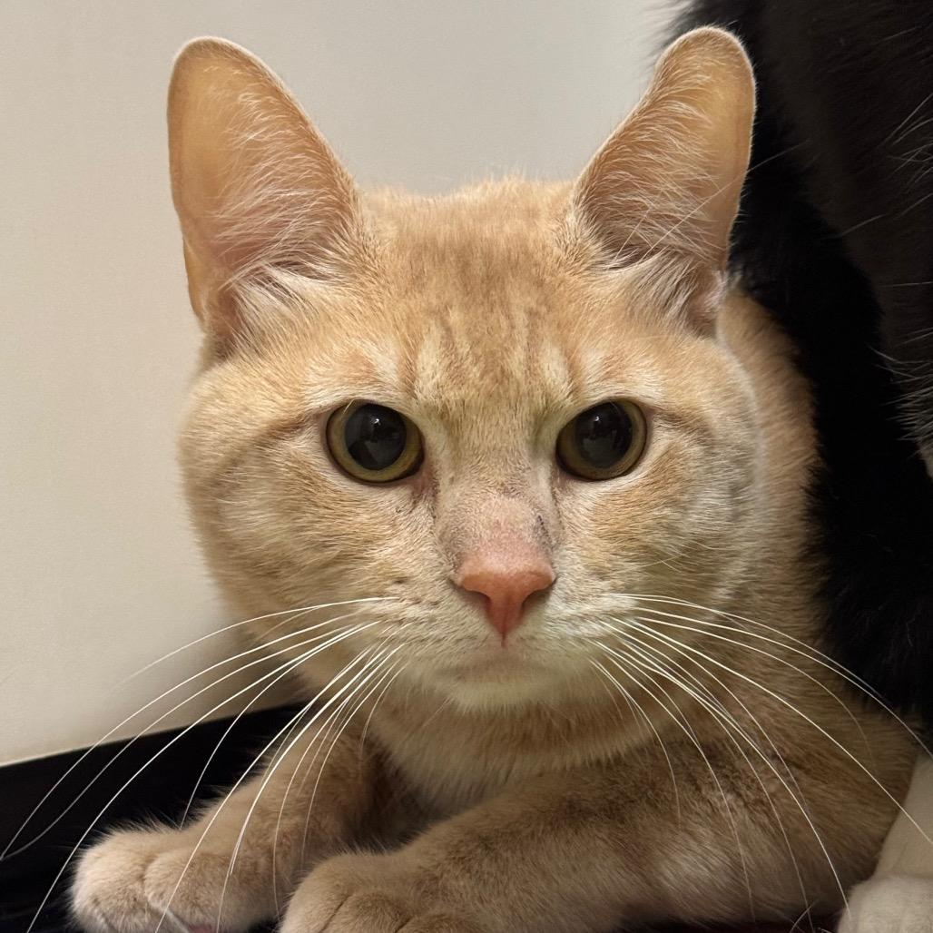 Enlarge Tim Furry, a Adoptable Domestic Short Hair in Santa Barbara, CA image 2/5