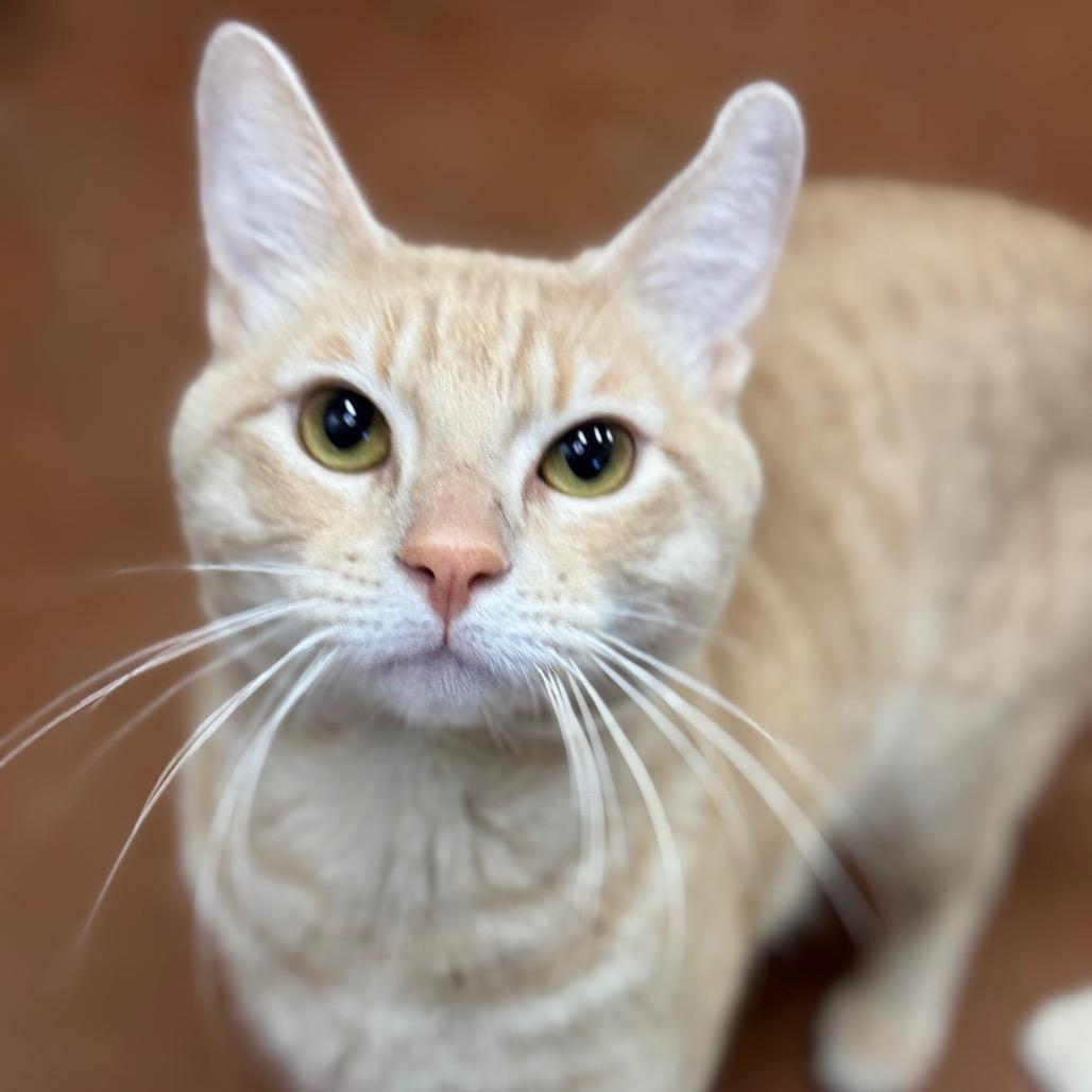 Enlarge Tim Furry, a Adoptable Domestic Short Hair in Santa Barbara, CA image 3/5