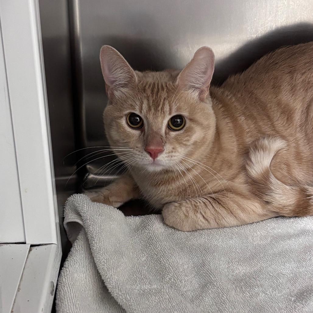 Enlarge Tim Furry, a Adoptable Domestic Short Hair in Santa Barbara, CA image 4/5