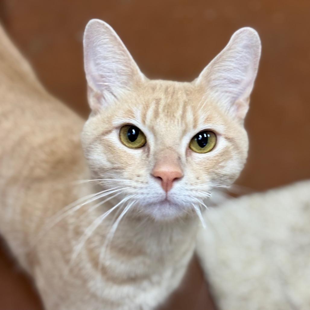Enlarge Tim Furry, a Adoptable Domestic Short Hair in Santa Barbara, CA image 5/5