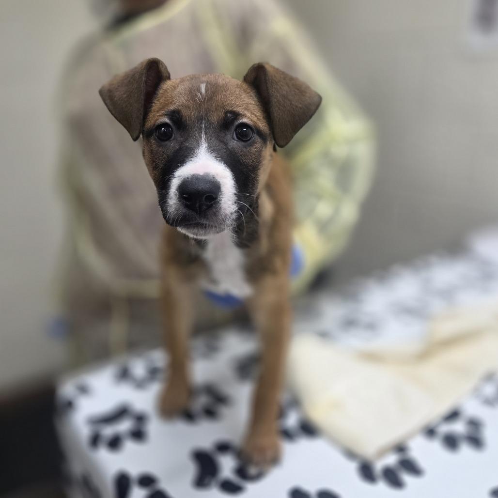 Enlarge Cece, a Adoptable mixed breed in Incline Village, NV image 1/2