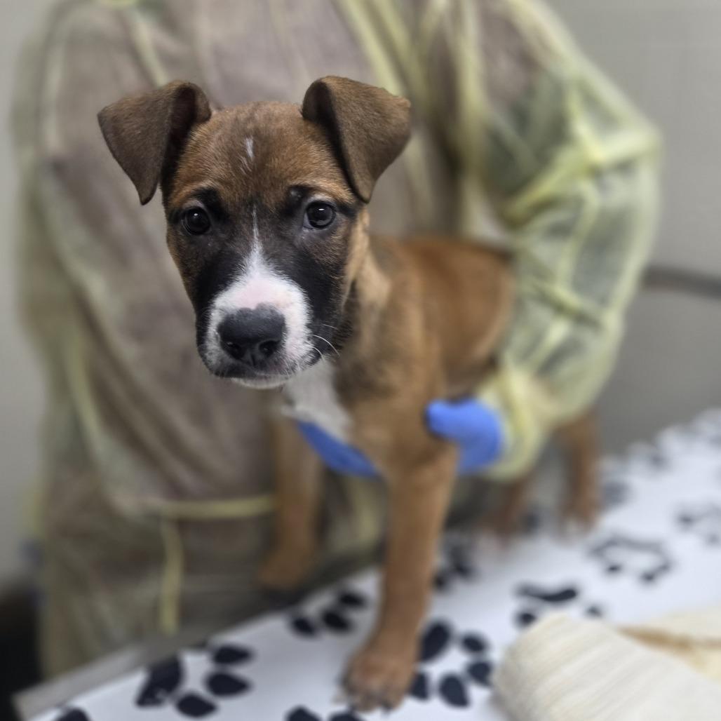 Enlarge Cece, a Adoptable mixed breed in Incline Village, NV image 2/2