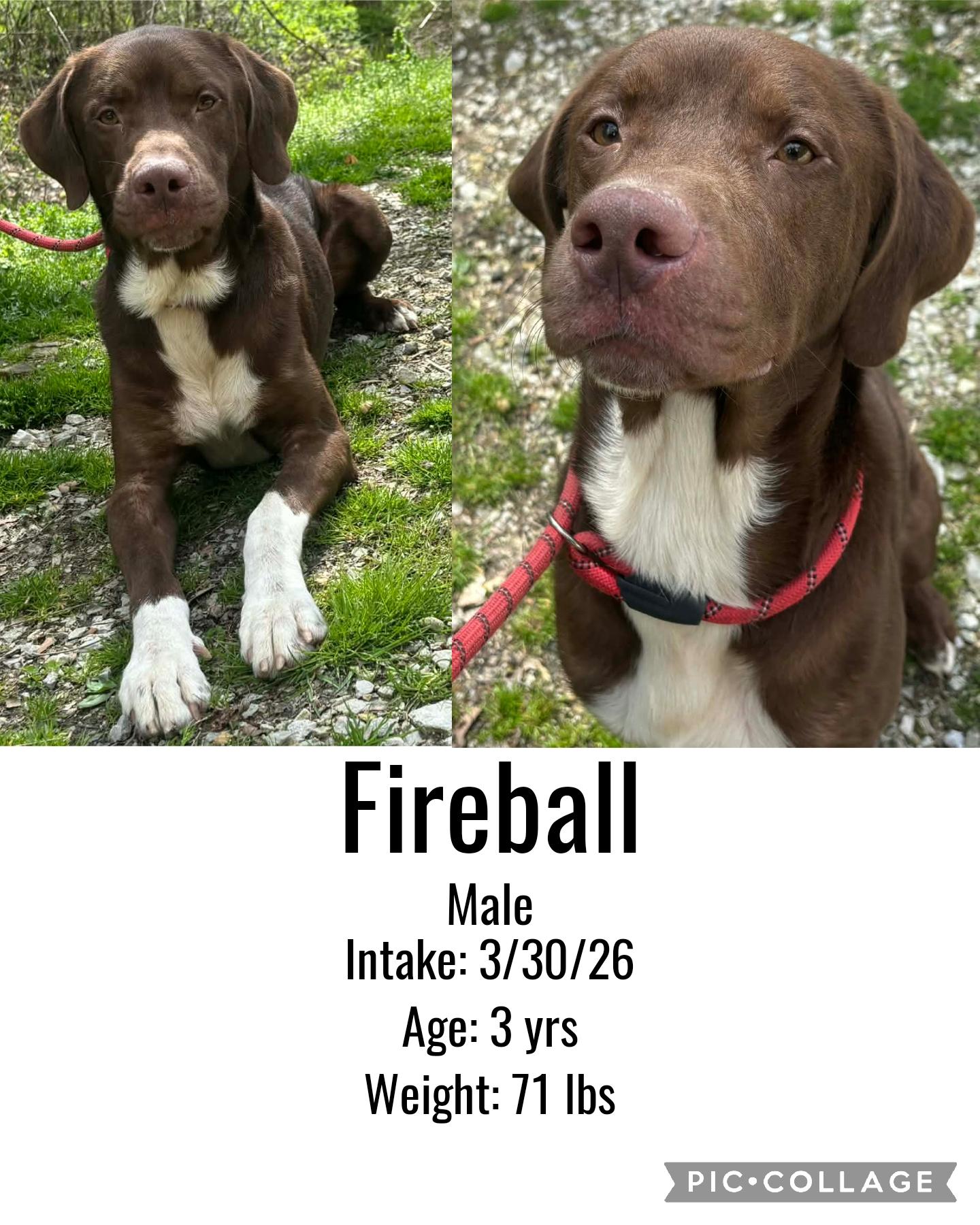 Fireball, ADOPTABLE, Adult Male Chocolate Labrador Retriever.