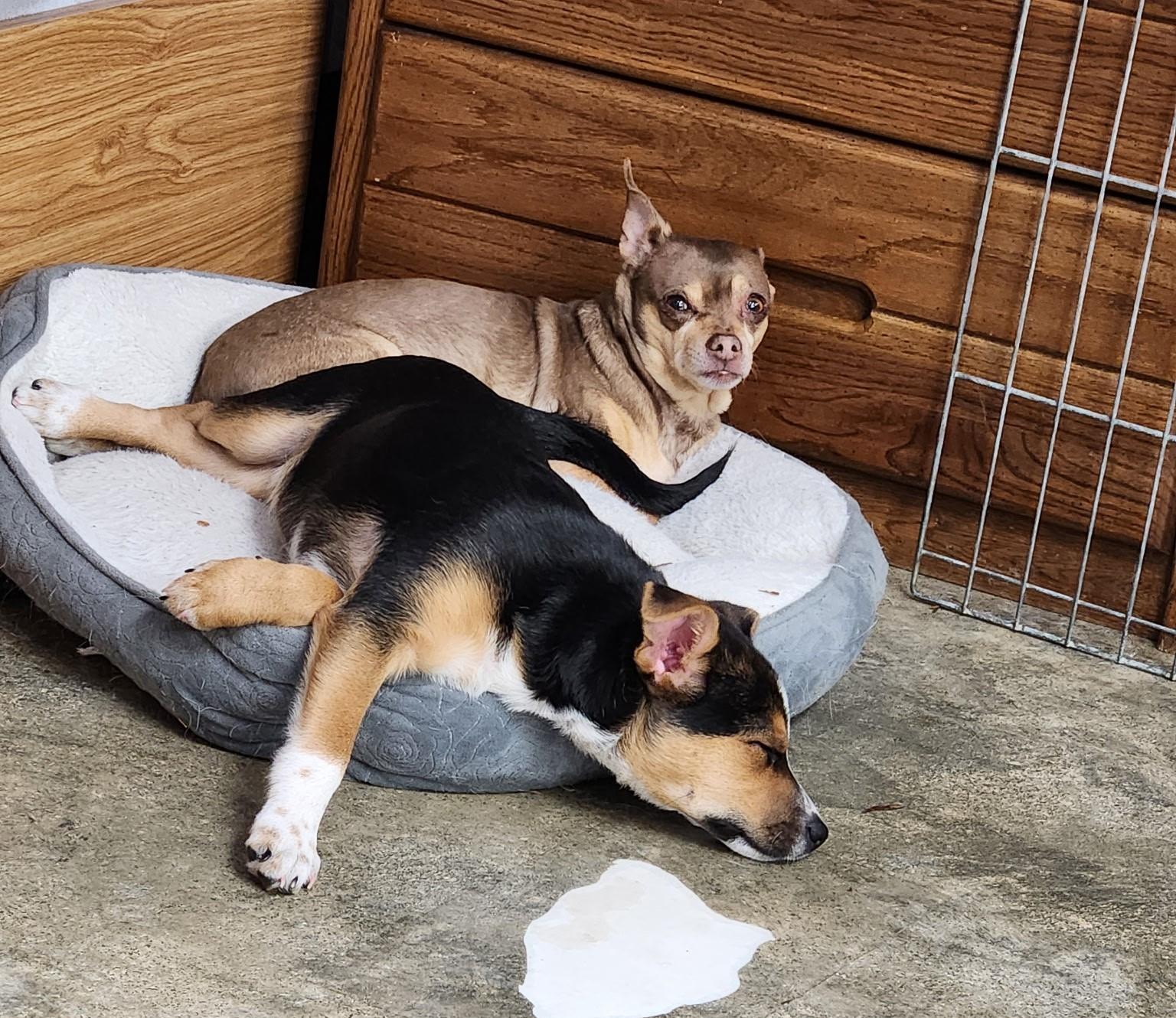 Enlarge GUY, a Adoptable mixed breed in Des Plaines, IL image 4/5