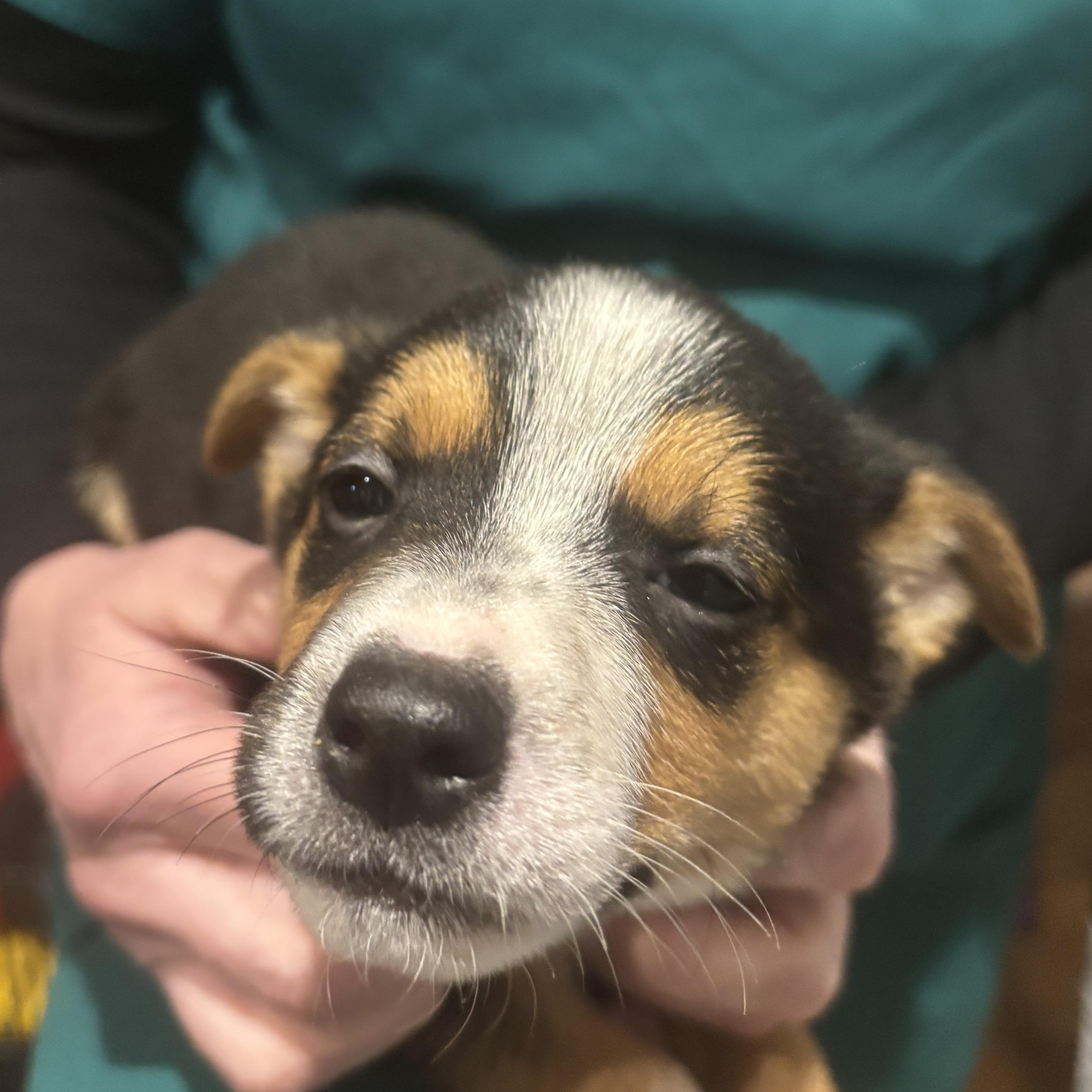 Enlarge GUY, a Adoptable Mixed Breed in Des Plaines, IL image 1/1