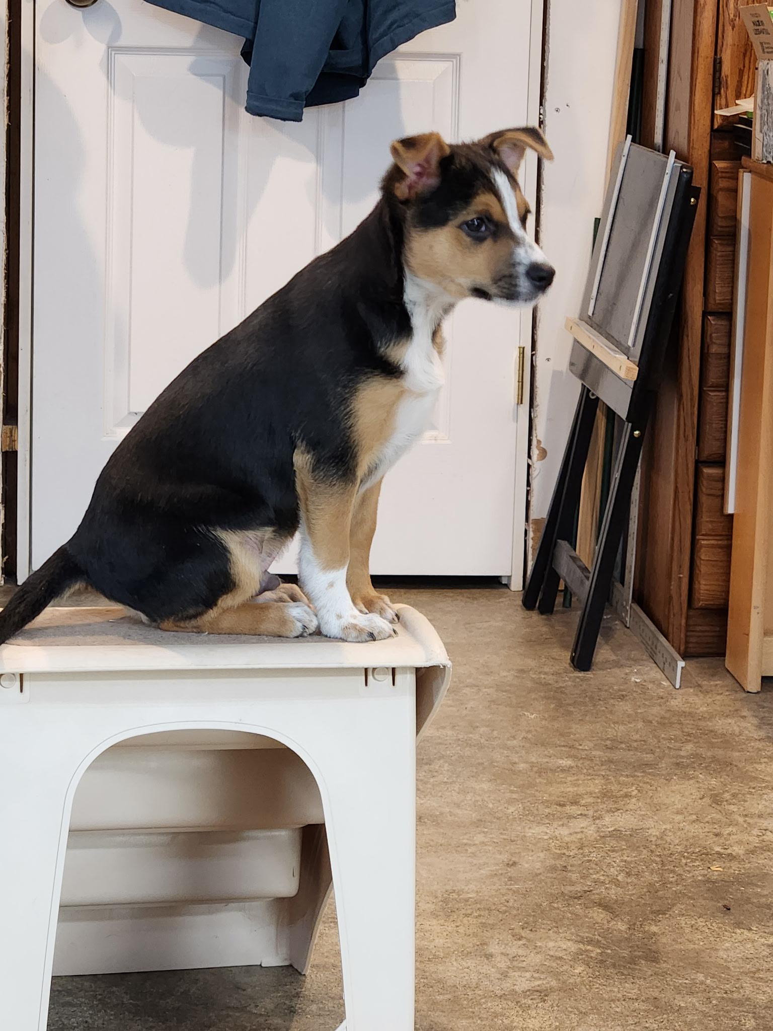 Enlarge GUY, a Adoptable mixed breed in Des Plaines, IL image 3/5