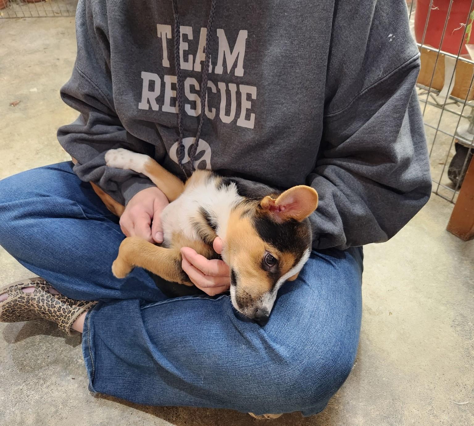 Enlarge GUY, a Adoptable mixed breed in Des Plaines, IL image 2/5