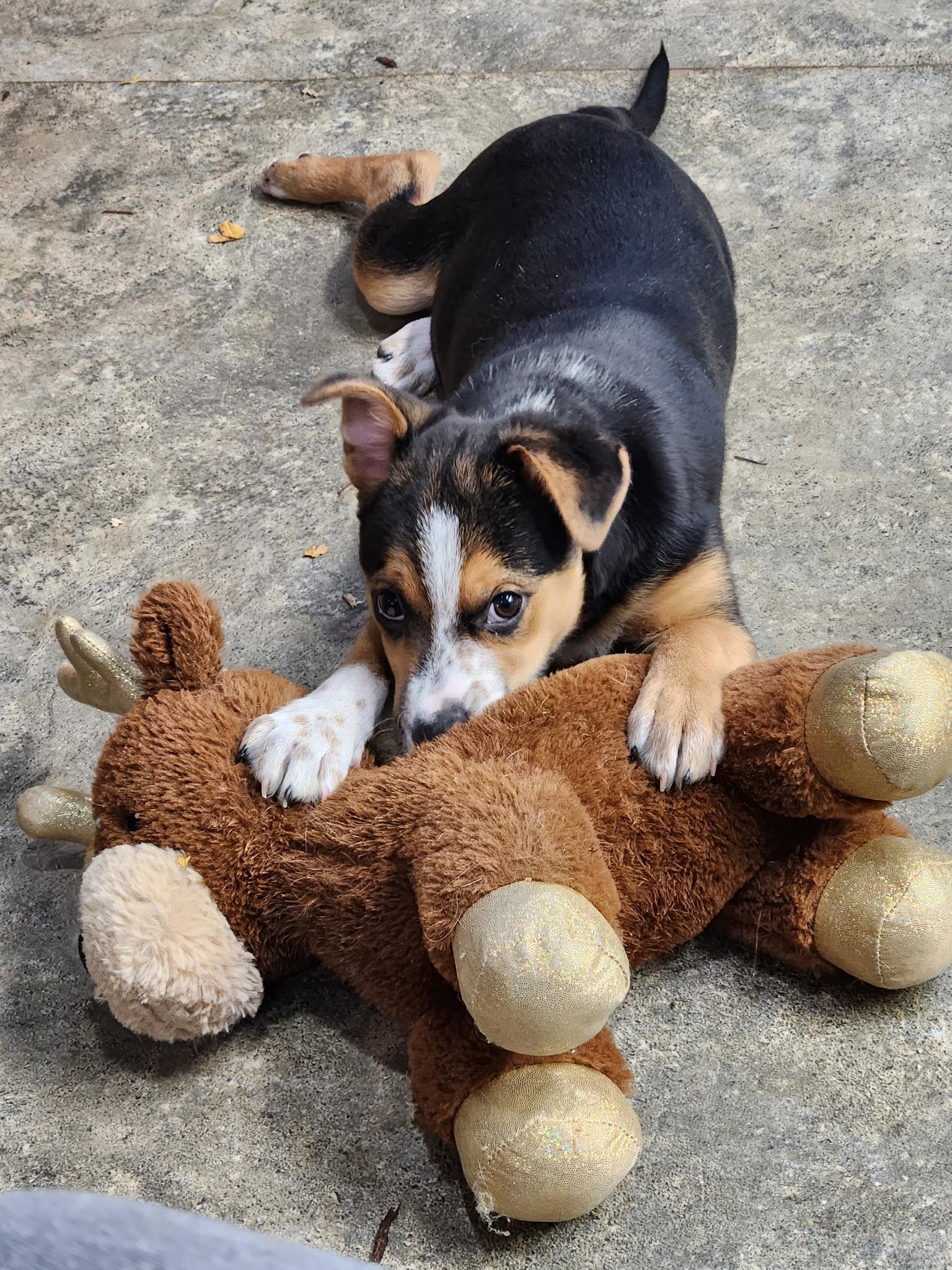 GUY, Adoptable, Young Male Australian Cattle Dog / Blue Heeler.