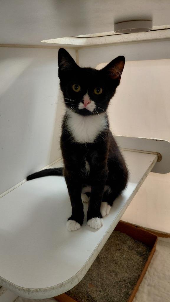Ricky, Adoptable, Kitten Male Domestic Short Hair.