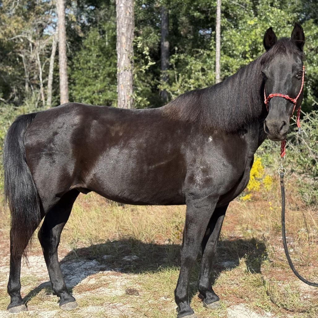 Loosa, a Adoptable Quarterhorse in Freeport, FL image 1/3