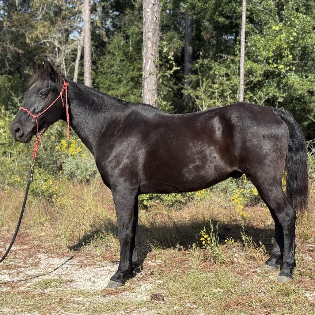 Loosa, a Adoptable Quarterhorse in Freeport, FL image 3/3